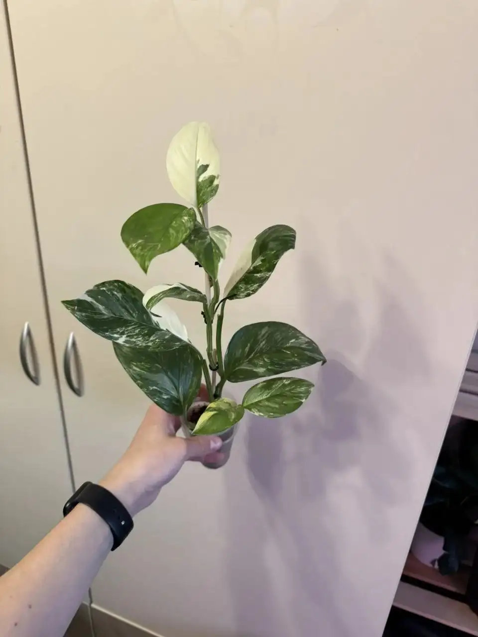 Продам монстеры - Растения (Для дома и дачи) в Самара