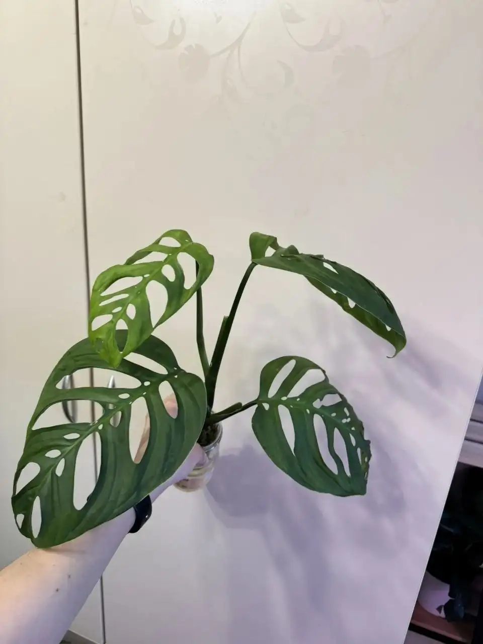 Продам монстеры - Растения (Для дома и дачи) в Самара