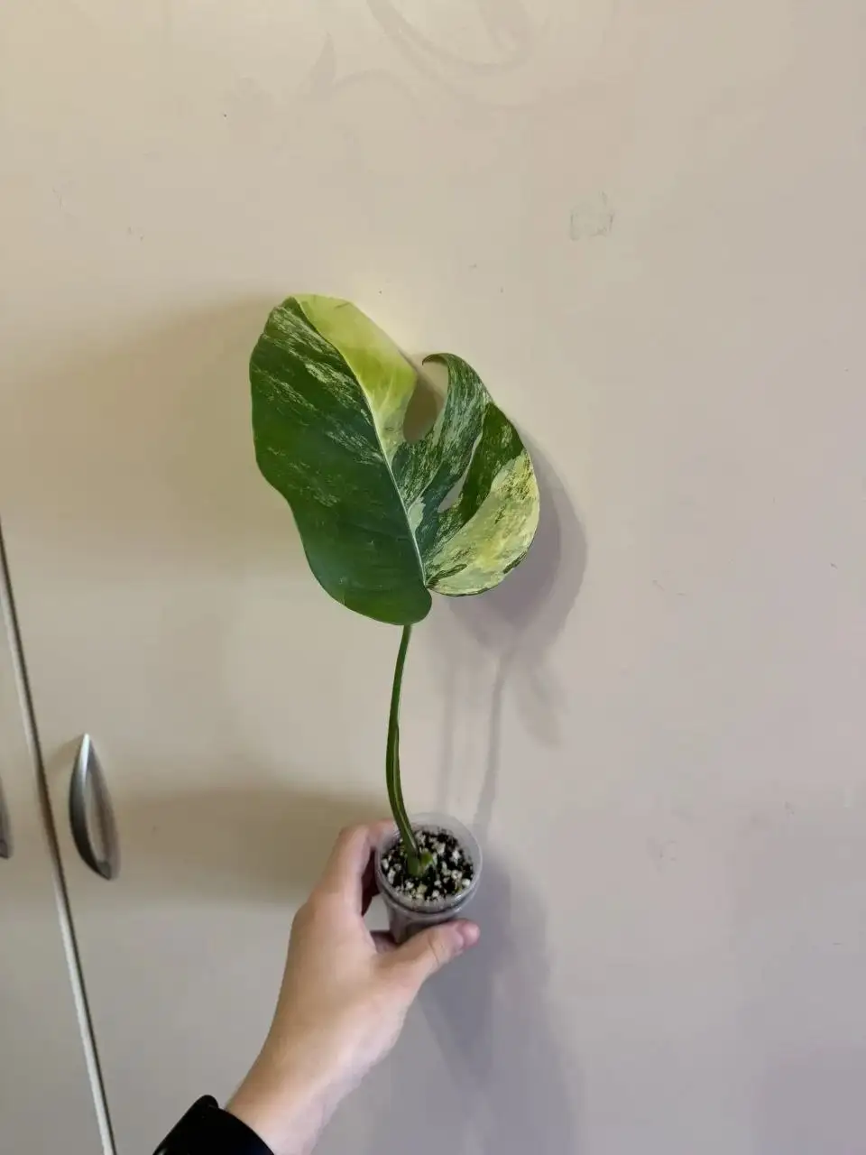 Продам монстеры - Растения (Для дома и дачи) в Самара