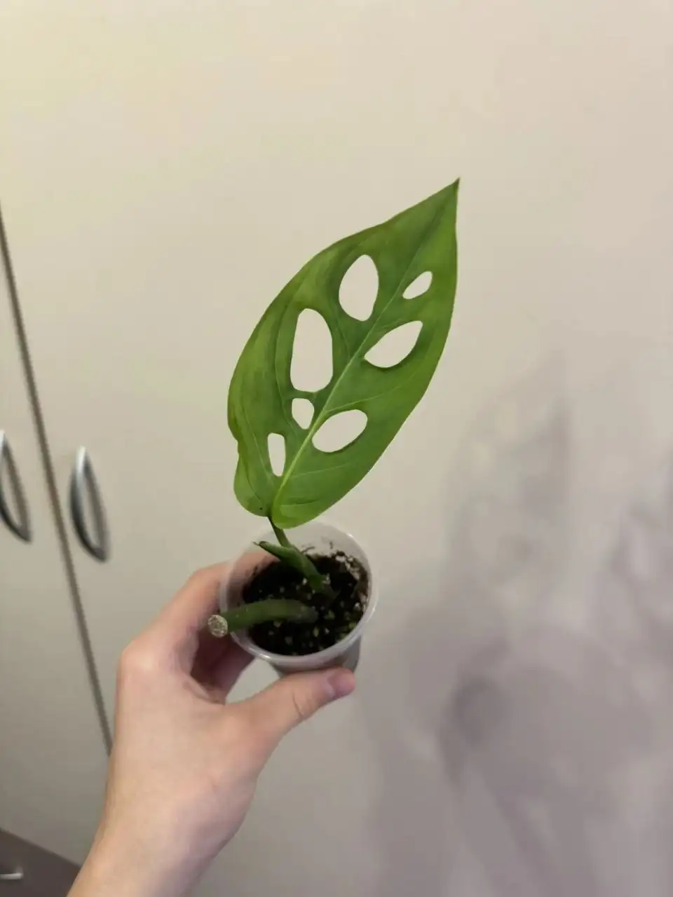 Продам монстеры - Растения (Для дома и дачи) в Самара