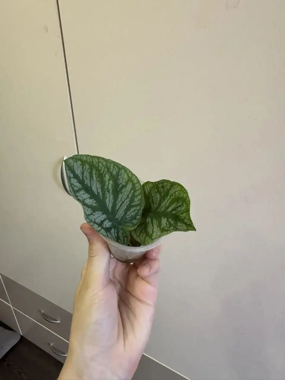 Продам монстеры - Растения (Для дома и дачи) в Самара