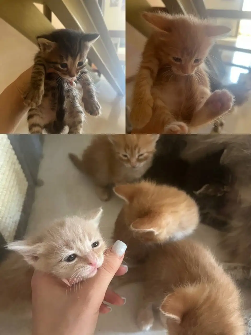 Ищут дом милые котята - Кошки (Животные) в Самара