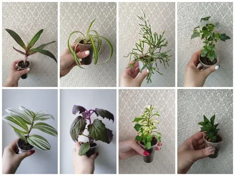 Продам комнатные растения - Монеты в Самара