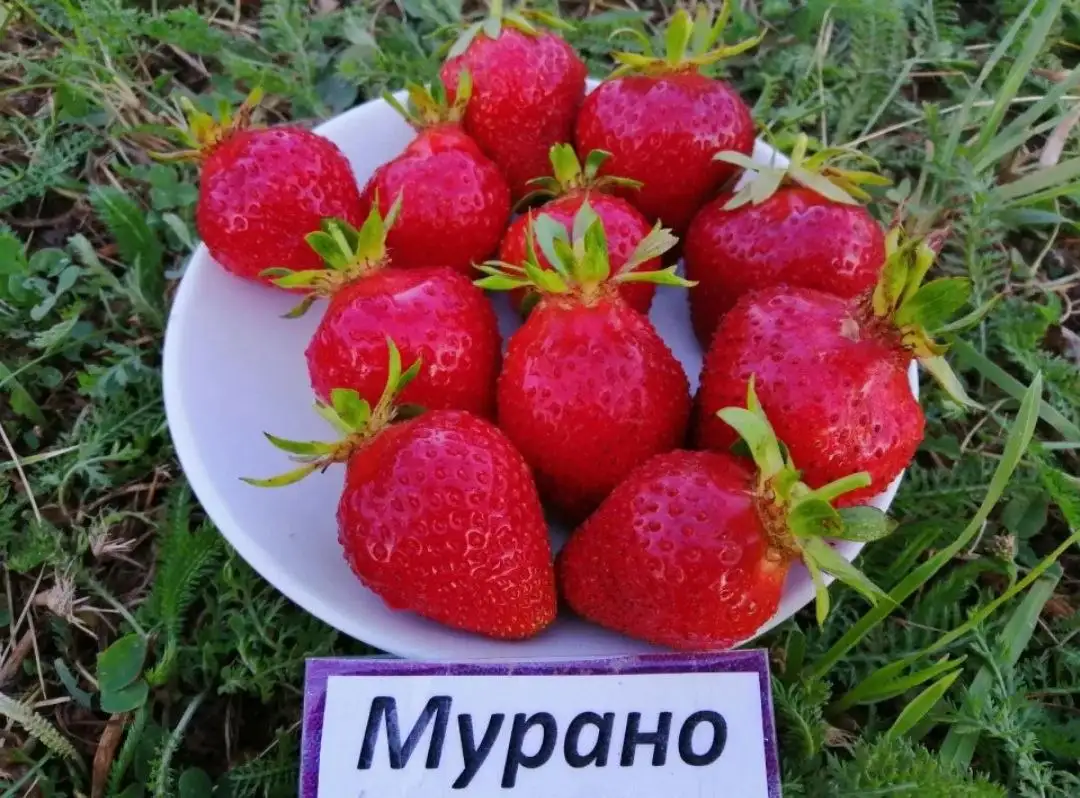 Черноречье кп Юбилейный - Барахолка в Неизвестно