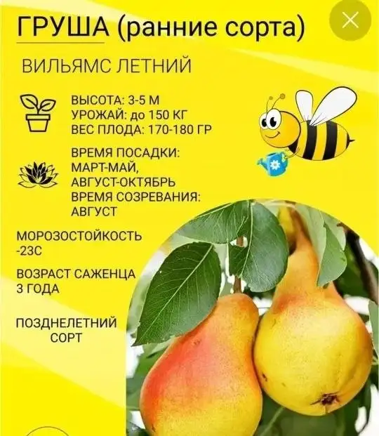 Продажа саженцев плодовых деревьев - Для дома и дачи в Самара