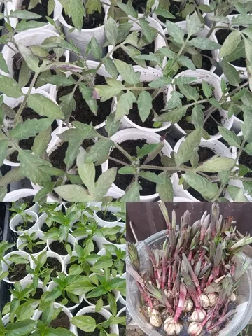 Продам рассаду перца, помидоров, баклажанов, цветов и кустарников - Садовая мебель в Самара