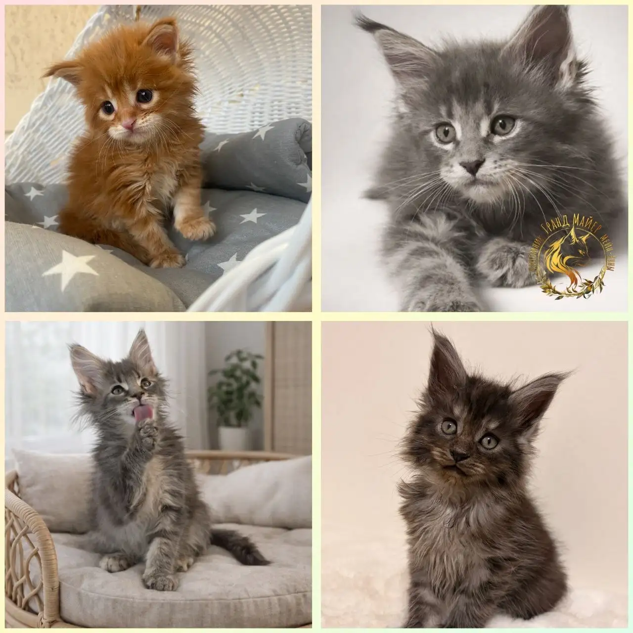 Продажа котят Мейн Кун - Кошки (Животные) в Самара