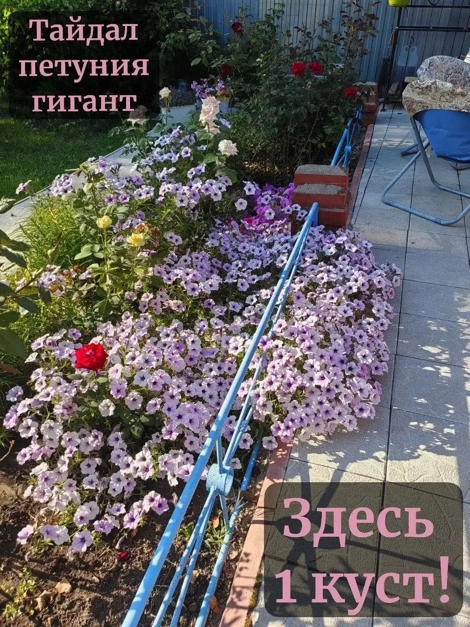 Рассада цветов - петуния, лобелия и другие однолетники - Растения (Хобби и отдых) в Самара