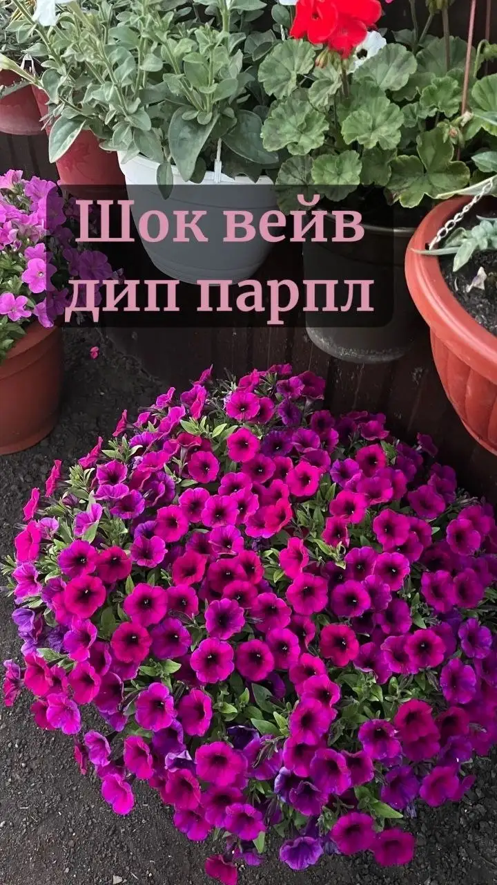 Продажа рассады ампельной петунии - Растения в Самара