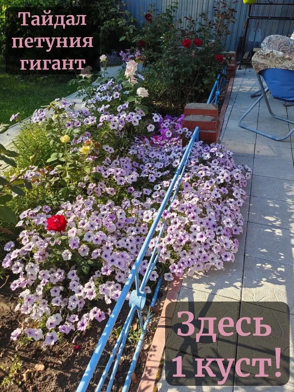Продажа рассады ампельной петунии - Растения в Самара