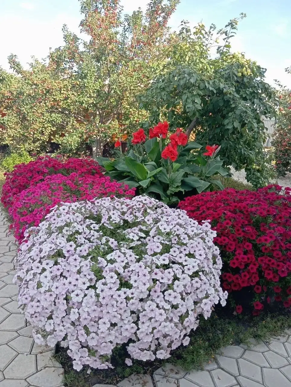 Продажа рассады ампельной петунии - Рассада и семена (Для дома и дачи) в Неизвестно