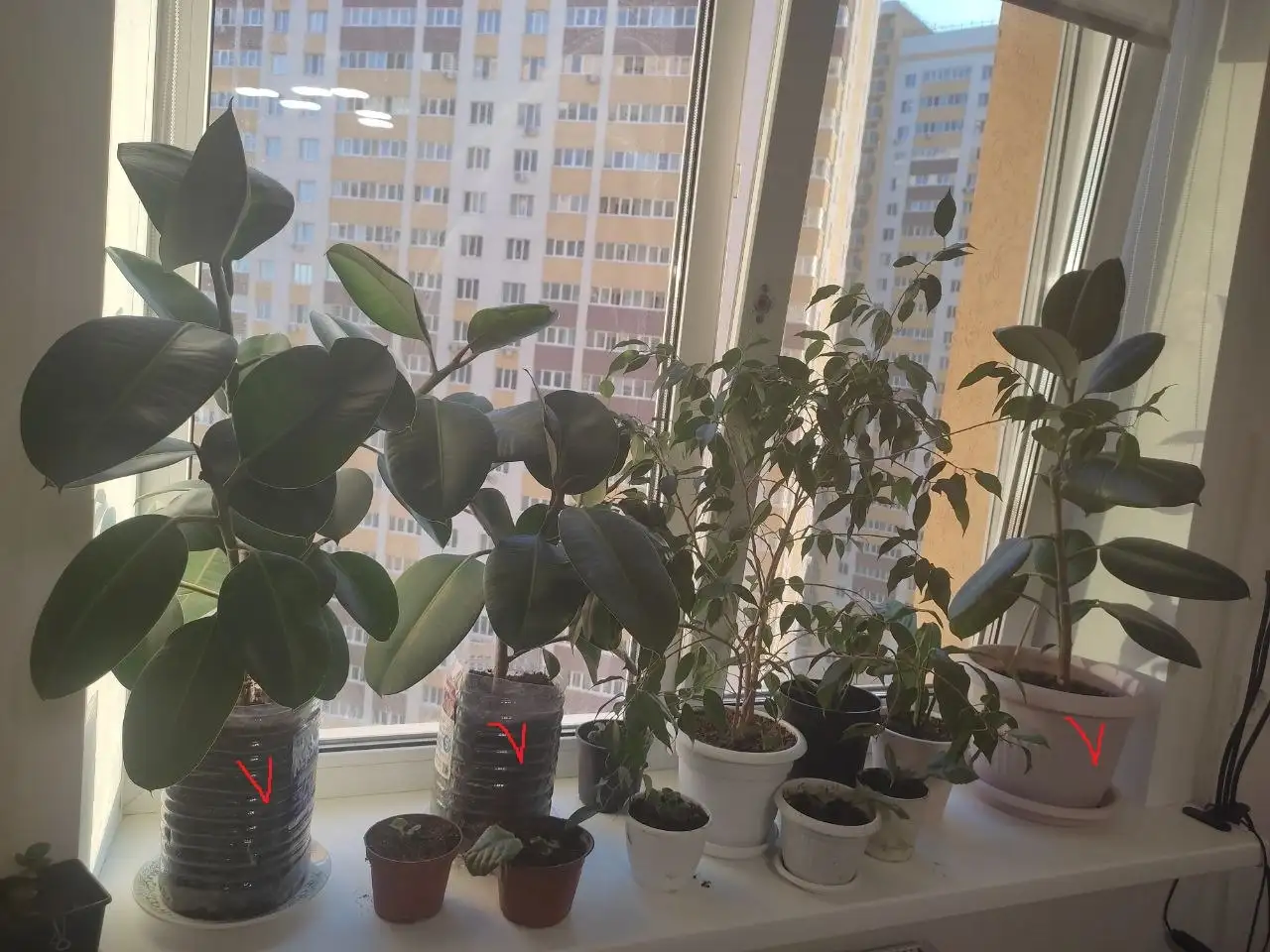 Продам фикус каучуконосный - Комнатные растения (Растения) в Самара