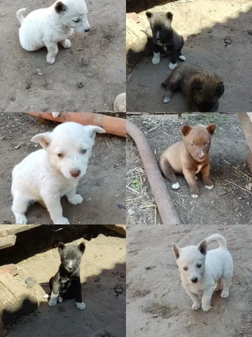 Продажа щенков хаски - Кошки в Малая Малышевка