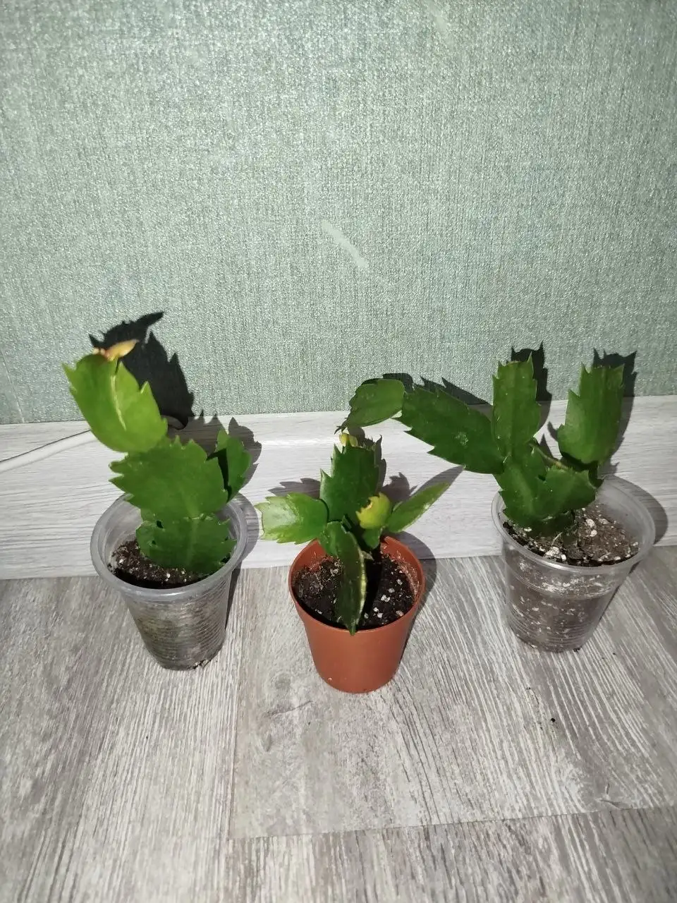 Продажа растений - Растения (Для дома и дачи) в Самара