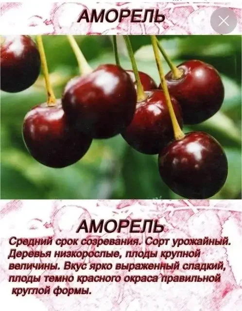 Саженцы плодовых деревьев - Растения и рассада в Самара