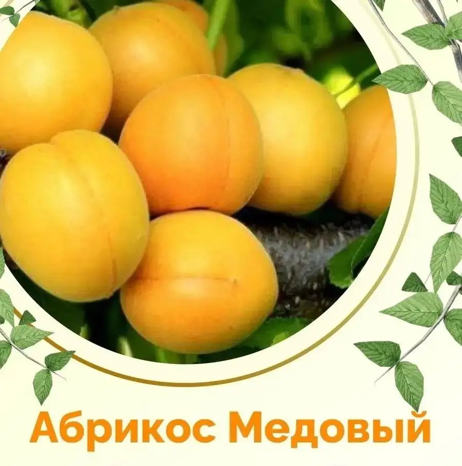 Саженцы плодовых деревьев - Растения (Для дома и дачи) в Самара