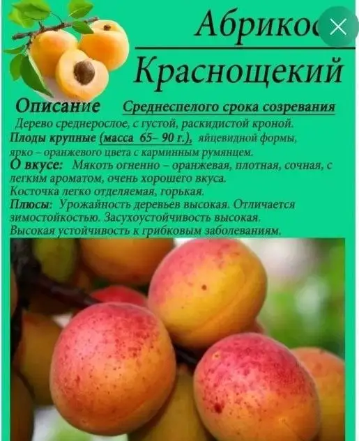 Саженцы плодовых деревьев - Растения (Для дома и дачи) в Самара