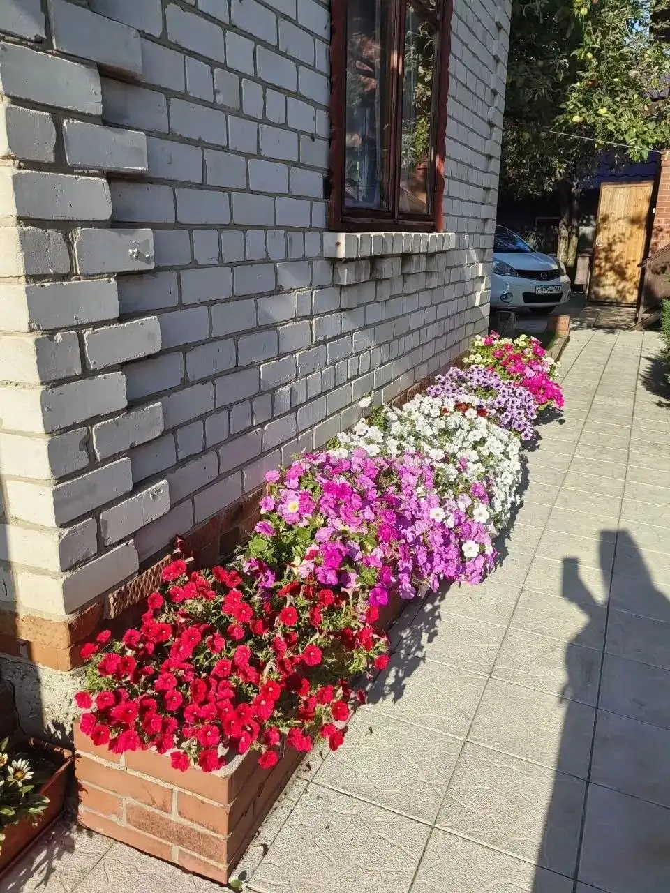Распродажа остатков петунии - Рассада (Для дома и дачи) в Самара