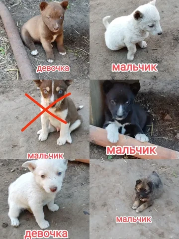 Продаются щенки хаски - Кошки в Малая Малышевка