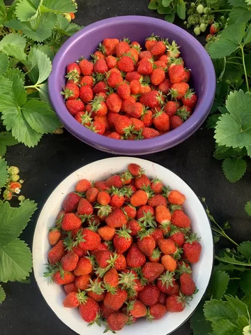 Продажа домашней клубники - Упаковка в Самара