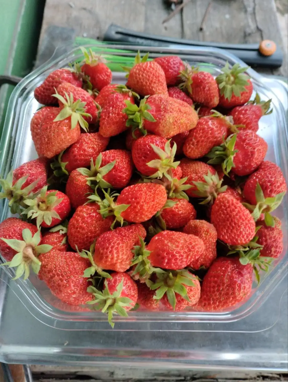 Продажа клубники и рассады, сирени - Барахолка в Самара