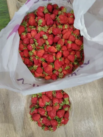 Продажа клубники, рассады и саженцев - Бытовая техника в Самара