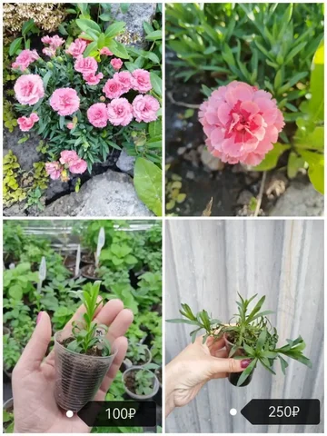 Продажа Oscar pink heart гвоздики садовой - Освещение в Самара