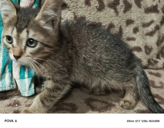 Раздача котят в дар - Крупный рогатый скот в Самара