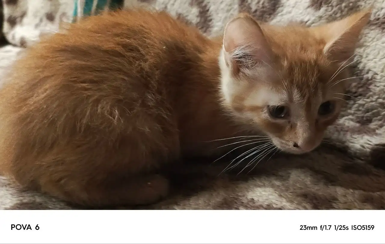 Раздача котят в дар - Кошки (Животные) в Самара