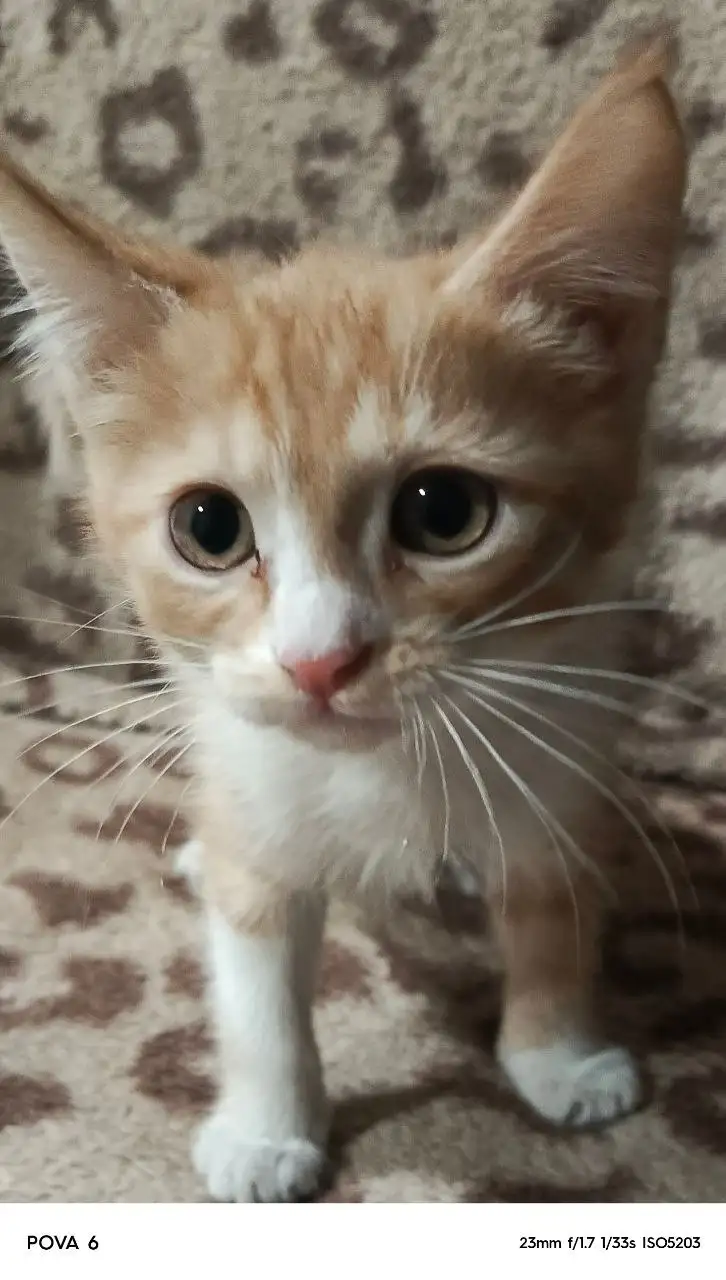 Раздача котят в дар - Кошки (Животные) в Самара