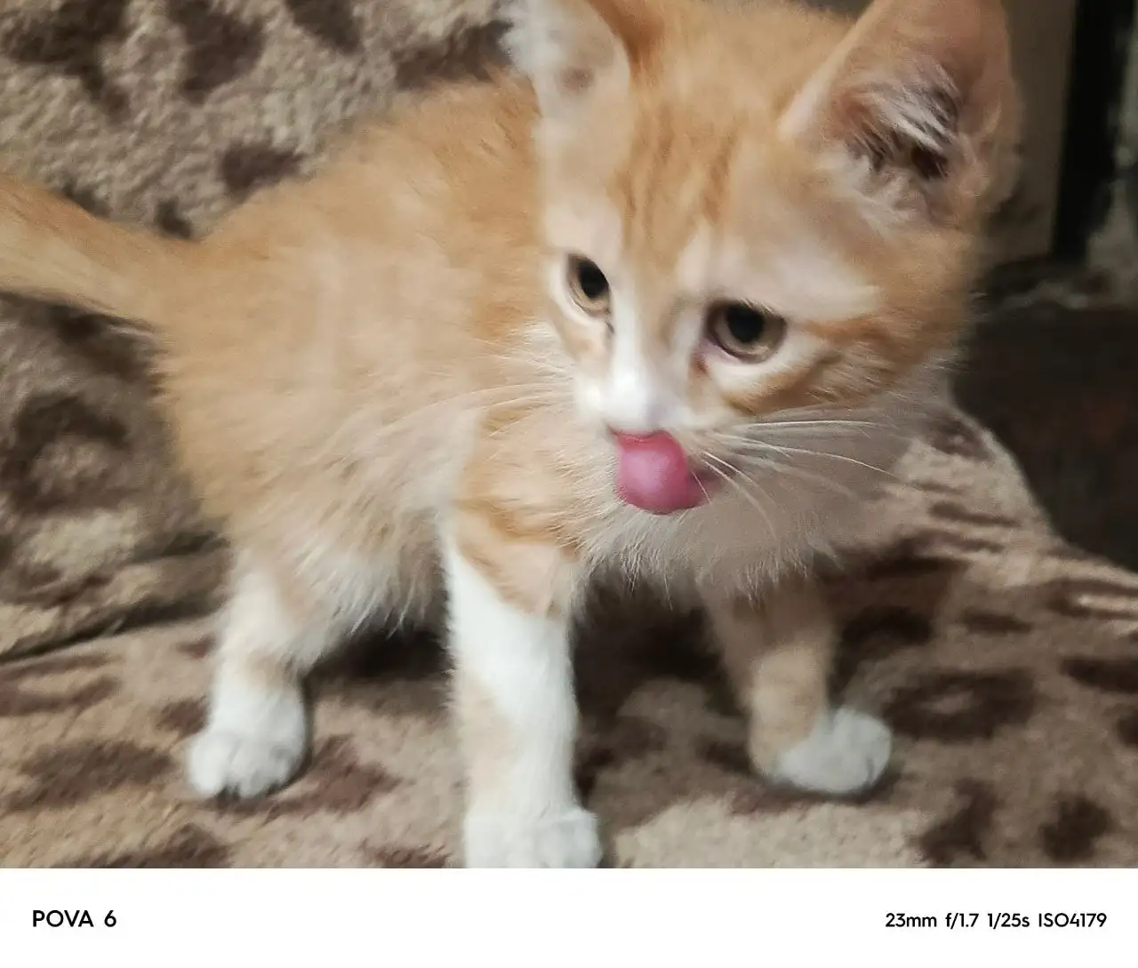Раздача котят в дар - Кошки (Животные) в Самара