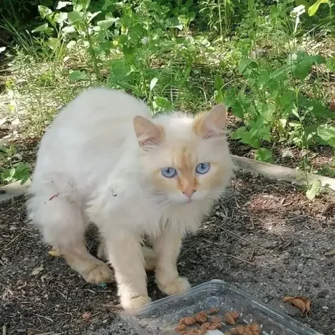 Ищем дом для котика в Самаре - Кошки в Самара