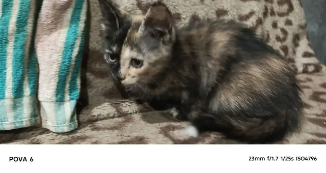Раздаём котят в добрые руки - Животные в Самара
