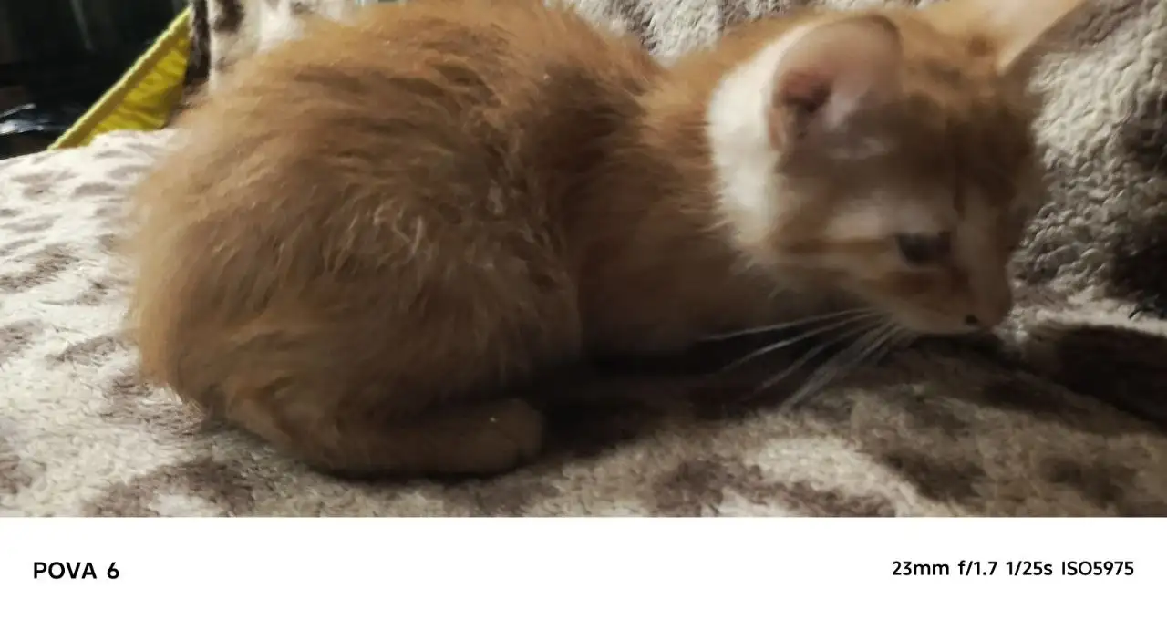 Раздаём котят в добрые руки - Кошки (Животные) в Самара