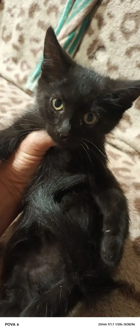 Раздаём котят в добрые руки - Кошки (Животные) в Самара