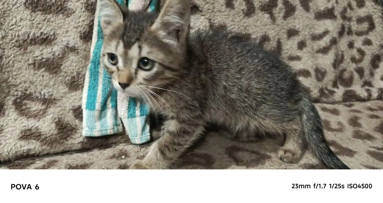 Раздаём котят в добрые руки - Кошки (Животные) в Самара