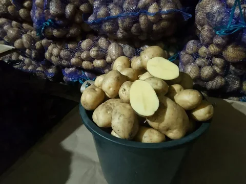 Картофель сорт Коломба - Овощи и фрукты в Самара