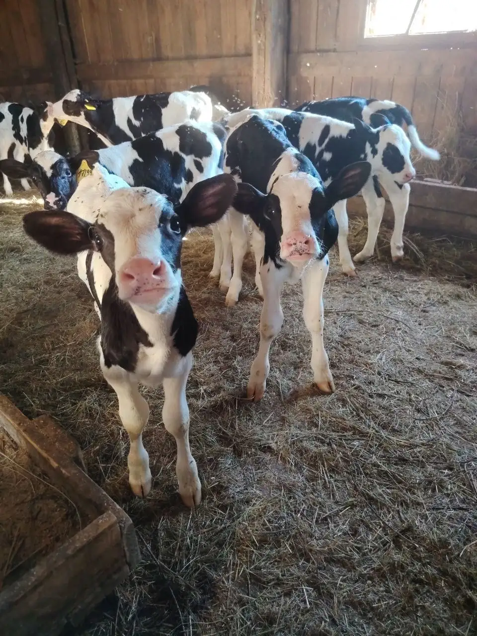 Продам бычков, выбор большой - Крупный рогатый скот (Животные) в Самара