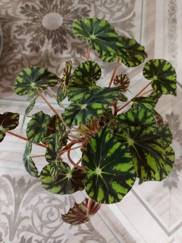 Продажа бегонии Бауэра Тигровая - частное объявление в Оренбург