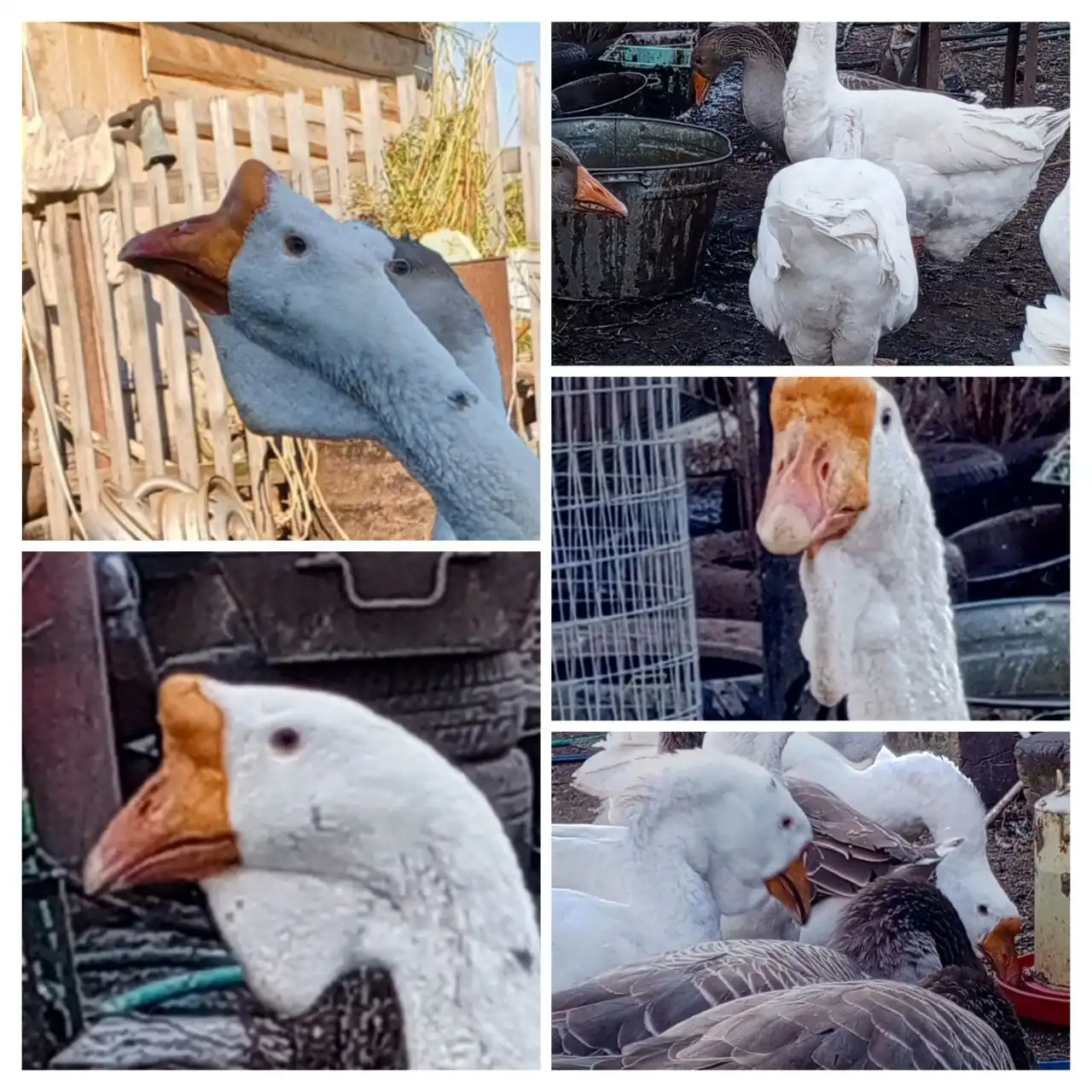 Продам материнское стадо гусей Холмогоров