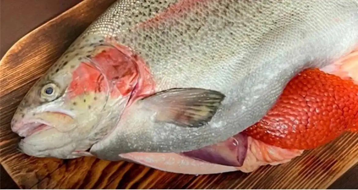 Продажа свежей и замороженной форели из Карелии в Оренбурге - Продукты питания (Барахолка) в Оренбург