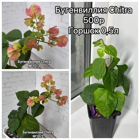 Продажа товаров по адресу Восточная 27 - Кондитерские изделия в Оренбург