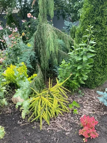 Редкие сорта хвойных растений в Оренбурге - Хобби и отдых в Оренбург