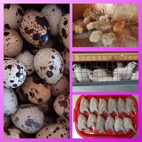 Продажа перепелов и перепелиной продукции - Рыба в Оренбург