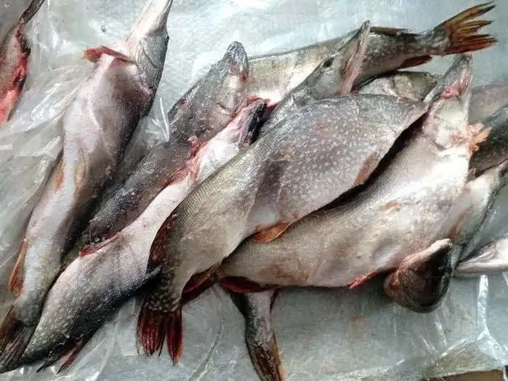 Щука икряная - Рыба (Животные) в Оренбург