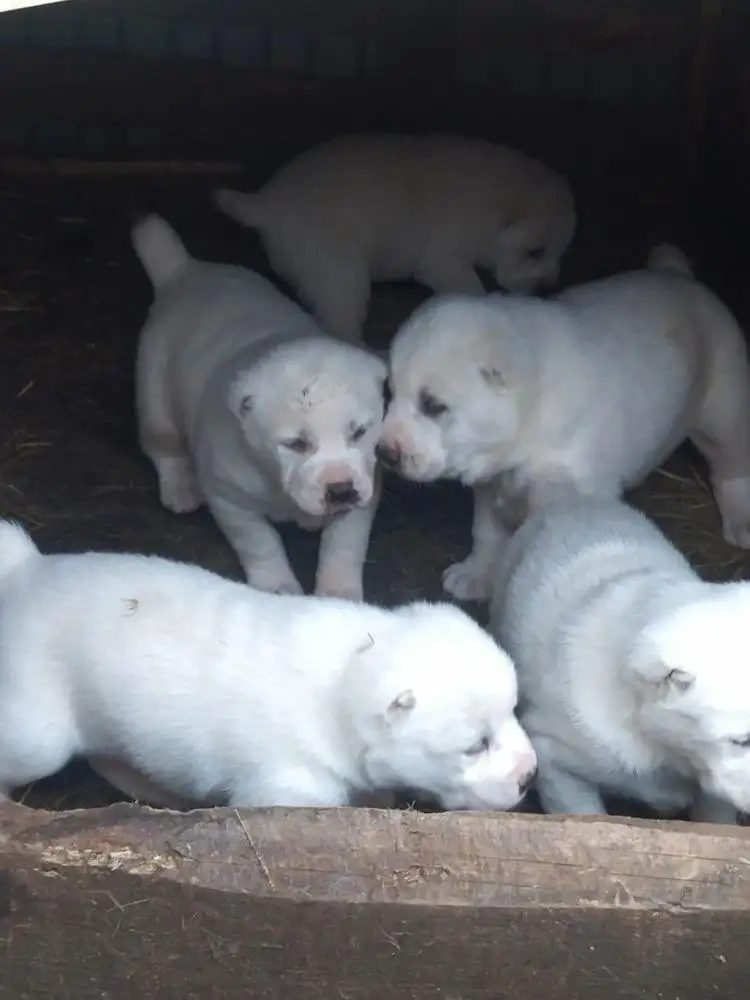 Щенки среднеазиатской овчарки (алабай) - Собаки (Животные) в Оренбург