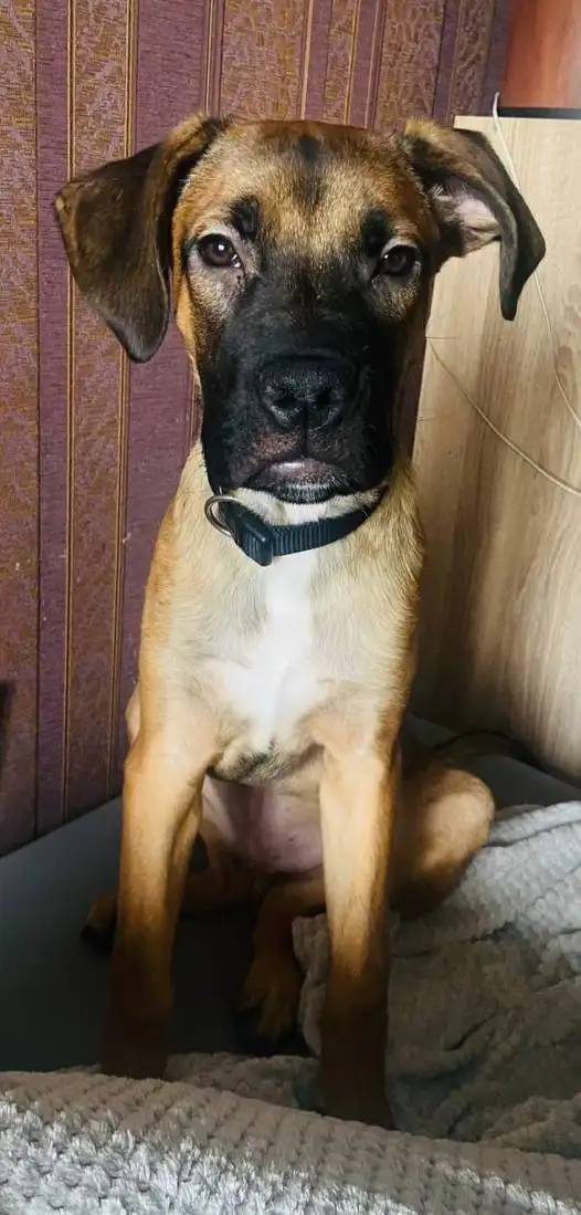 Отдаём доброго друга Ричарда в надёжные руки - Собаки (Животные) в Оренбург