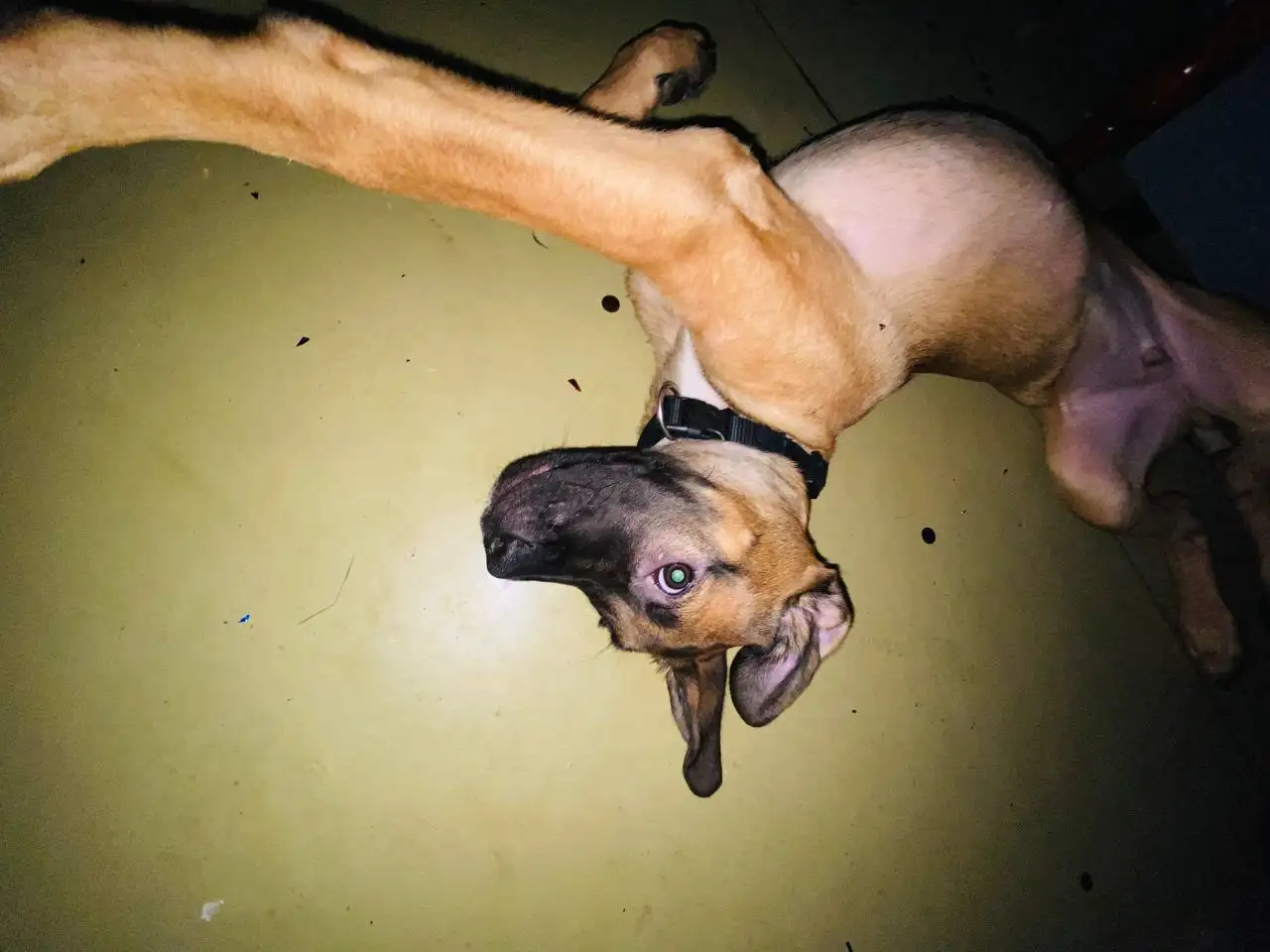 Отдаём доброго друга Ричарда в надёжные руки - Собаки (Животные) в Оренбург