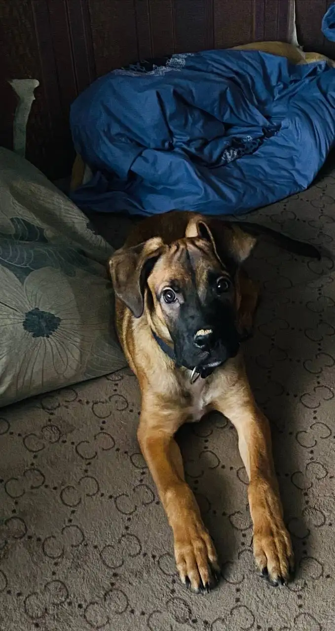 Отдаём доброго друга Ричарда в надёжные руки - Собаки (Животные) в Оренбург