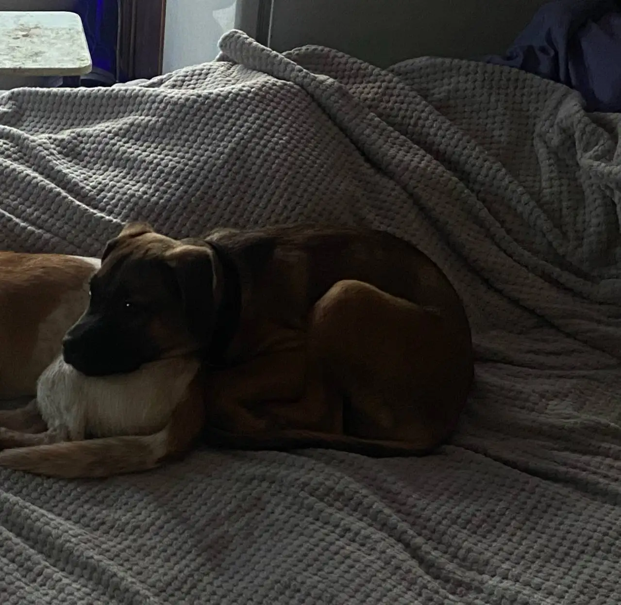 Отдаём доброго друга Ричарда в надёжные руки - Собаки (Животные) в Оренбург